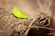 Green Katydid (Tettigoniidae) Sitting On A Dry Bark, Uganda, Africa