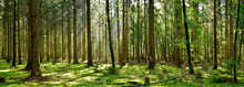 Beautiful Forest With Moss-covered Soil And Sunbeams Through The Trees