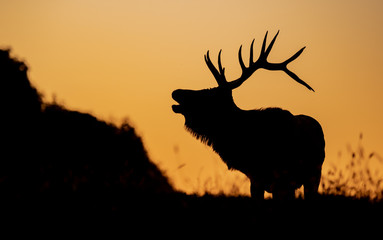Wall Mural - bull elk sunset silhouette on top of a mountain