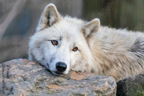 Cuadros en Lienzo White Hudson Bay wolf beautiful view