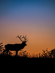 Wall Mural - elk silhouette at sunset