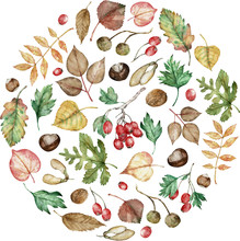 Watercolor Autumn Set Of Hazel-nuts, Chestnut, Maple Seeds, Planetree Seed Pods, Oak, Birch, Poplar, And Ash Leaves.