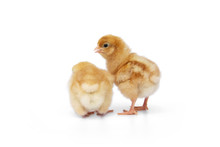 Two Chicks Cute Little Are Turning Back Or Buttocks And Turn Sideways Isolated On White Background.