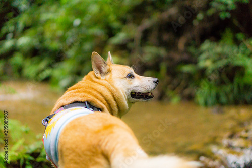 雑種犬 狐 日本犬 Stock Photo Adobe Stock