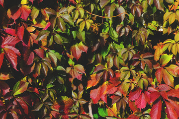 Poster - background of colorful leaves of decorative ivy