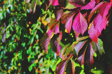 Poster - background of colorful leaves of decorative ivy