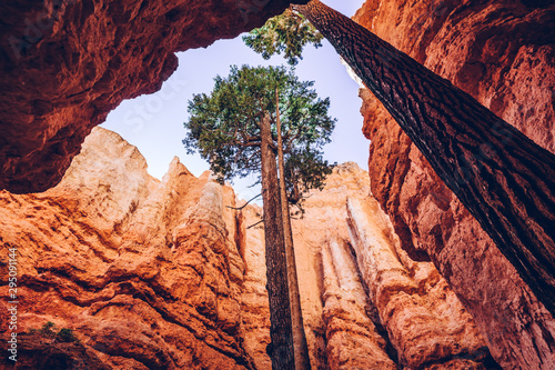 Cuadros en Lienzo Bryce Canyon, Utah, USA. Single trees