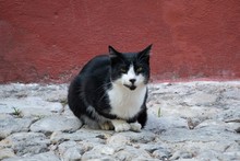 Black And White Stray Cat With Red Wall On The Background