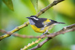 The Bananaquit is sitting on the amazing red and yellow bloom in colorful backgound