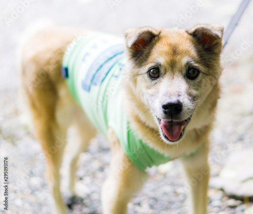 雑種犬 和犬 日本犬 Buy This Stock Photo And Explore Similar Images At Adobe Stock Adobe Stock 雑種犬 和犬 日本犬 Buy This Stock Photo And Explore Similar Images At Adobe Stock Adobe Stock