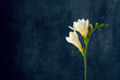 White freesia flower over dark art background with copy space.