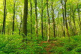 Fototapeta Krajobraz - Rotbuchenwald mit Naturverjüngung