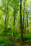 Fototapeta Las - Rotbuchenwald mit Naturverjüngung