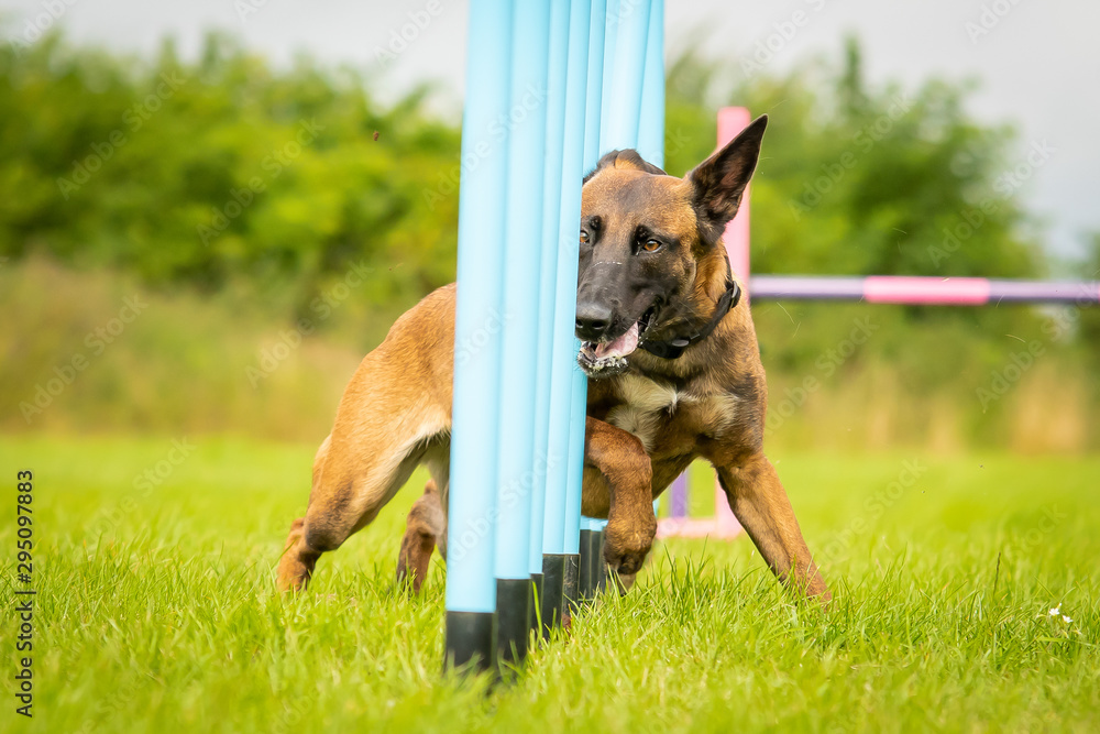 belgian malinois agility