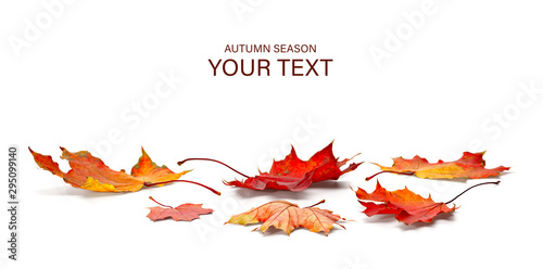 Cuadros en Lienzo autumn season concept, maple leaf isolated on white background