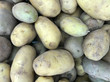 Fresh potato stand out among many  background . Heap of potato root. Close-up potatoes texture.