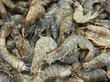 Fresh shrimps in seafood market for the background image.