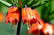 Crown imperial flowers (Fritillaria imperialis)
