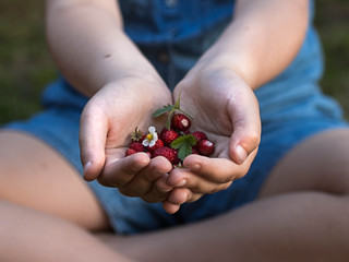 wild strawberries in the child's hand