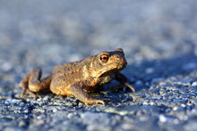 Close Up Of Brown Frog Toad On Dangerous Street Crossing