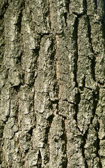 Wall Mural - Relief texture of the brown bark of a tree