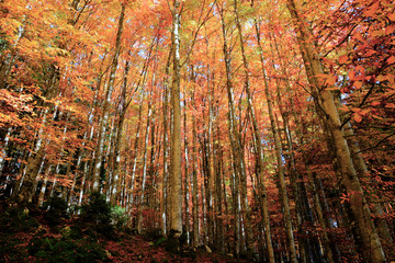 Wall Mural - the forest turns red