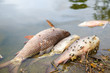 Dead fish floated with fly and other trash in the dark water, Water pollution, River pollution, Beach pollution.
