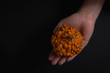 Beautiful decorative pumpkin in young woman's hand on a dark black faded background. Small orange warty pumpkin. Autumn harvest, Thanksgiving or Halloween concept. Low Key food photography. Copy space