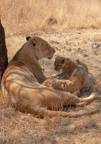 Photographie Lioness mother with nursing cubs in in South Africa