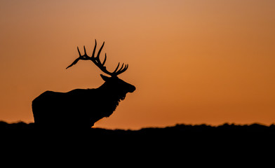 Wall Mural - bull elk sunset silhouette on top of a mountain