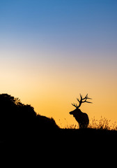 Wall Mural - bull elk sunset silhouette on top of a mountain