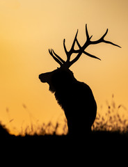 Wall Mural - elk silhouette at sunset