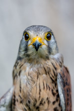 Close-up Portrait Of Beautiful Lesser Kestrel, Latin Falco Naumanni, Posing Outside, Blurred Background In Moody Day. Small Bird Of Prey. Looking Straight