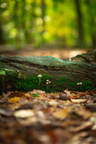 Fototapeta Na ścianę - Mushrooms on a stump in front of blurred background