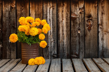 Rusty Can Filled With A Bunch Of Bright Orange Marigold Flowers Next To Three Marigolds On A Rustic Plank Table With Room For Copy