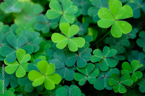 Photographie Clover Leaves for Green background with three-leaved shamrocks