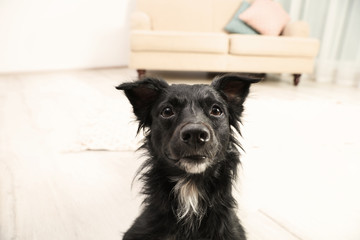 Sticker - Cute black dog in living room. Lovely pet