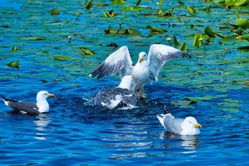 european herring gull on heligoland