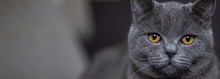 .beautiful Gray British Cat Lies On A Sofa In The House Close-up