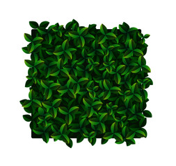 Vector square vertical garden or green wall with decorative green foliage, close-up on a white background