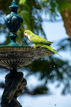 Little Green Parrot Sits On Fountain And Drinks Water