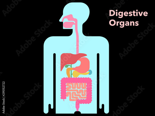 黒背景で余白のある消化器官のシンプルなイラスト Vector De Stock Adobe Stock