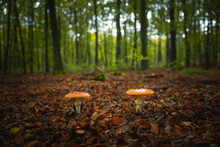 Two Fly Amanita Mushrooms In The Forest In Front Of Blurry Background