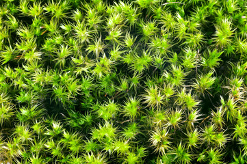 Wall Mural - green moss sphagnum closeup background