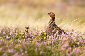 red grouse in heather