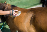 Fototapeta  - Horseman on horseback, ranch, horse farm. Golop, riding lessons.