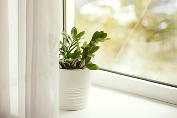 Green plant in a white pot stands on a windowsill