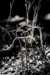 tangled weeds