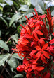 Amazing bright red flowers in the tropics
