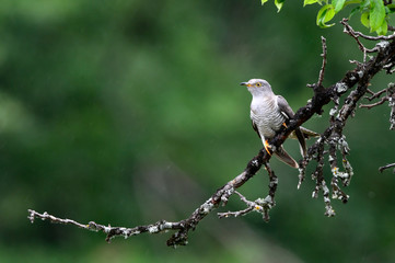 Poster - Kuckuck (Cuculus canorus) - Common cuckoo / cuckoo